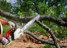 Reliable Cedar Mill, OR Tree Care Solutions