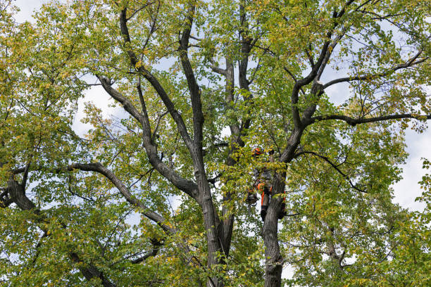 How Our Tree Care Process Works  in  Cedar Mill, OR
